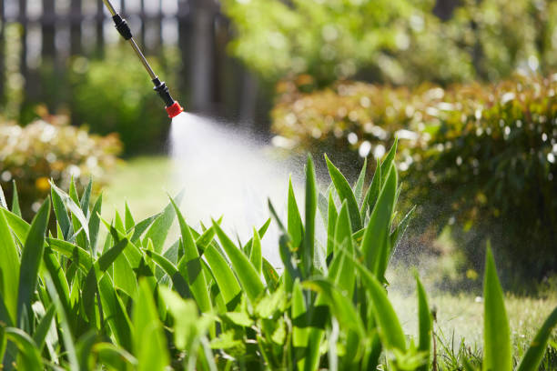 24/7 Emergency Ant Control experts in Kalispell, MT
